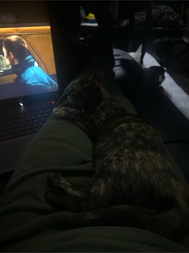С Котовторником!