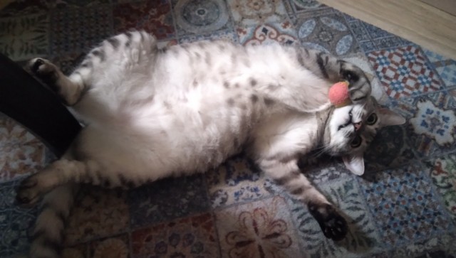 К котовторнику. Кот Роршаха