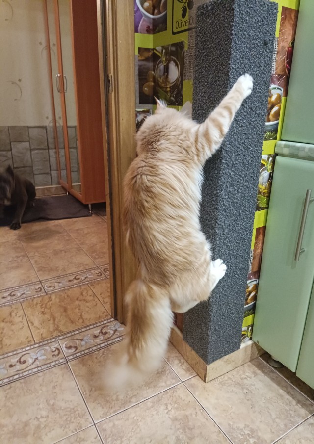 Кот достал орать.