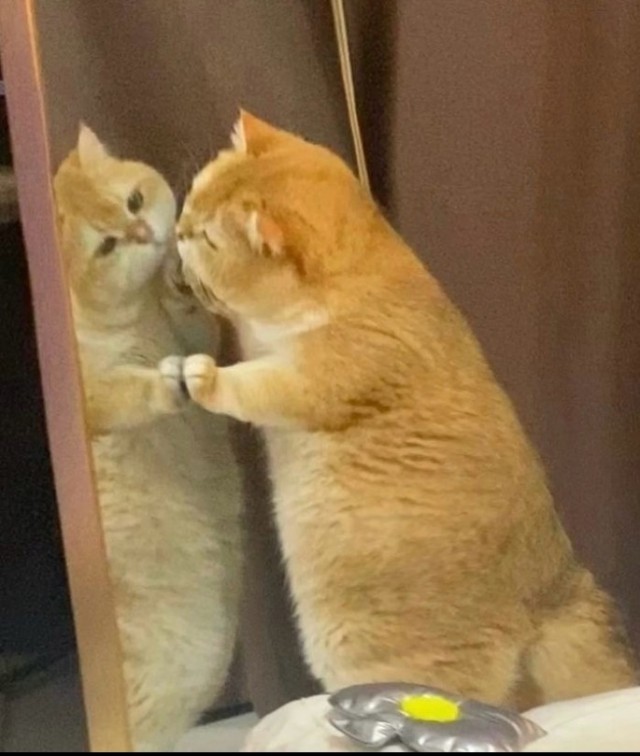 Вторник с котами.