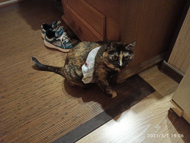 Совпало с котовторником.