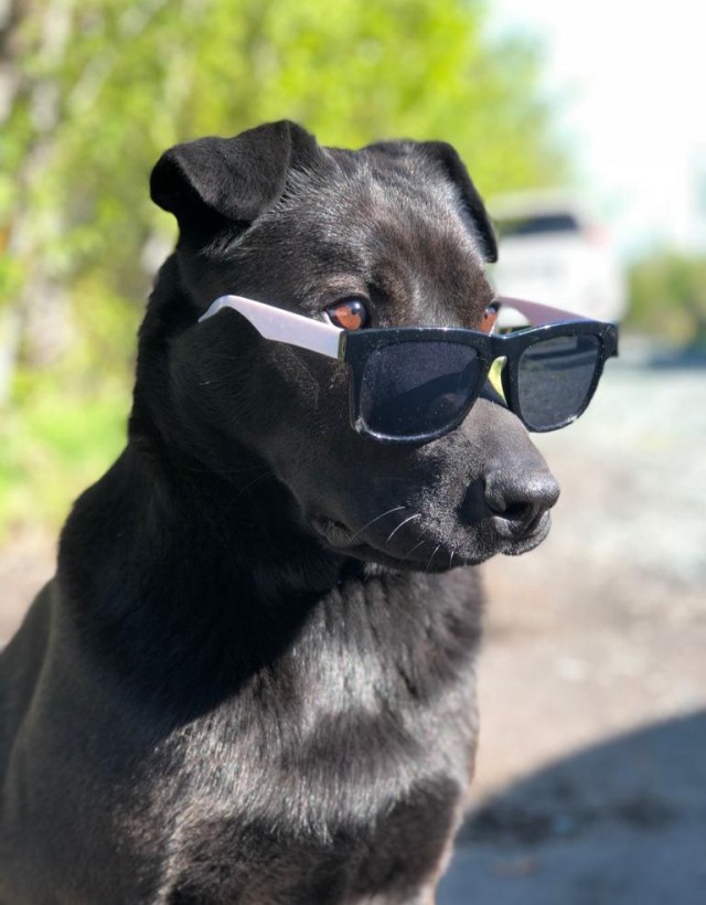 Бандито и Гангстерито