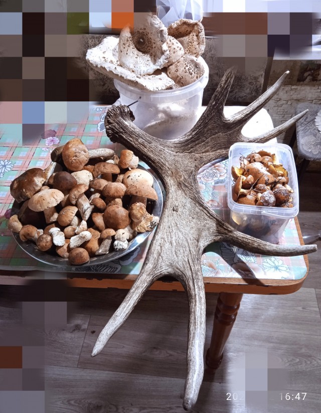 Белые пошли