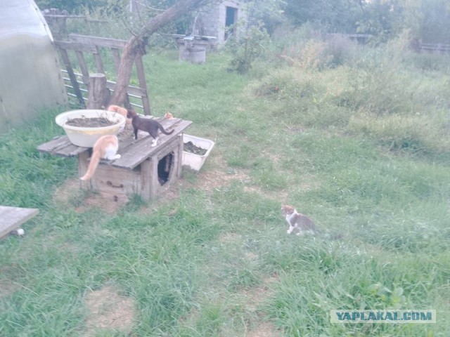 Жизнь домашнего приюта для котеек 557
