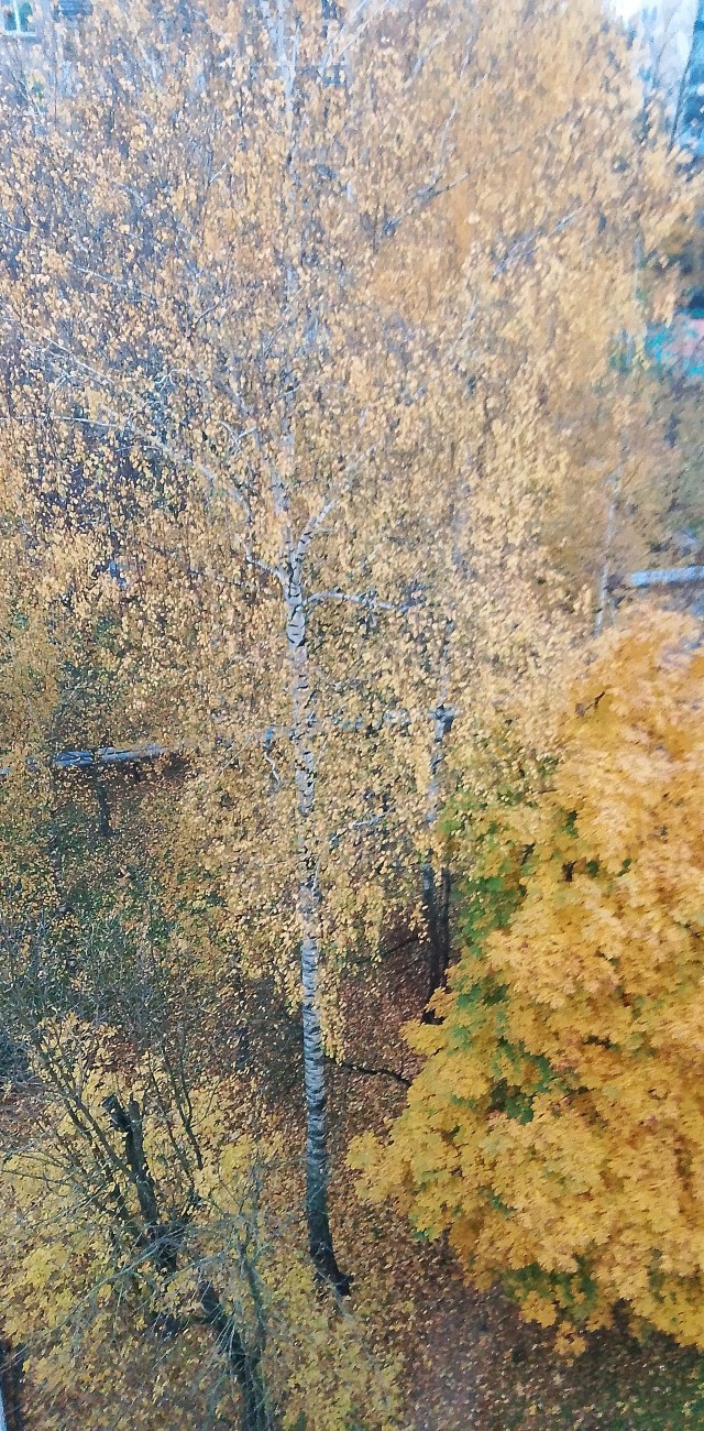 Вот и осень к нам пришла