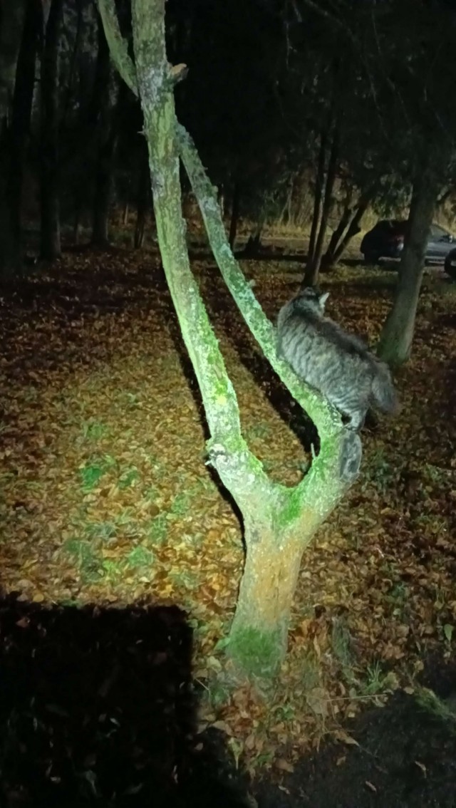 Клуб говорунов (литературный)