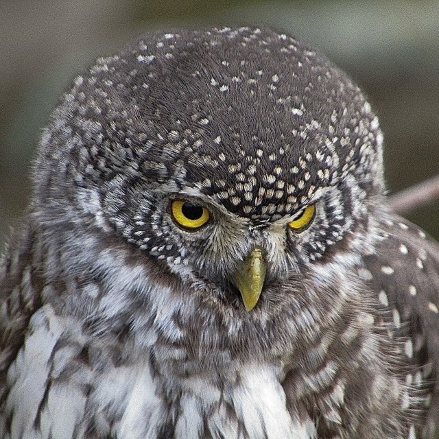 Встретил тут