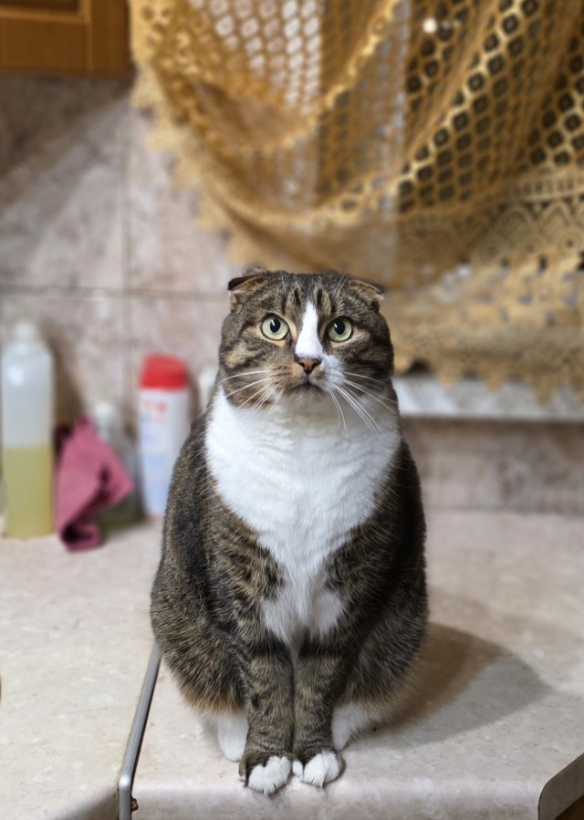 Котовторник же!