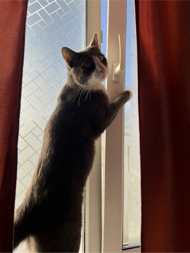 С котовторником!