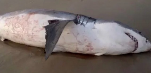 Дельфин приплыл за помощью и получил ее