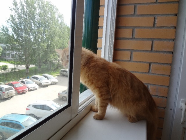 Котовторник  30.07.2013