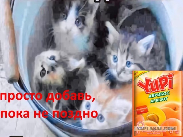 Какая заботливая кошечка