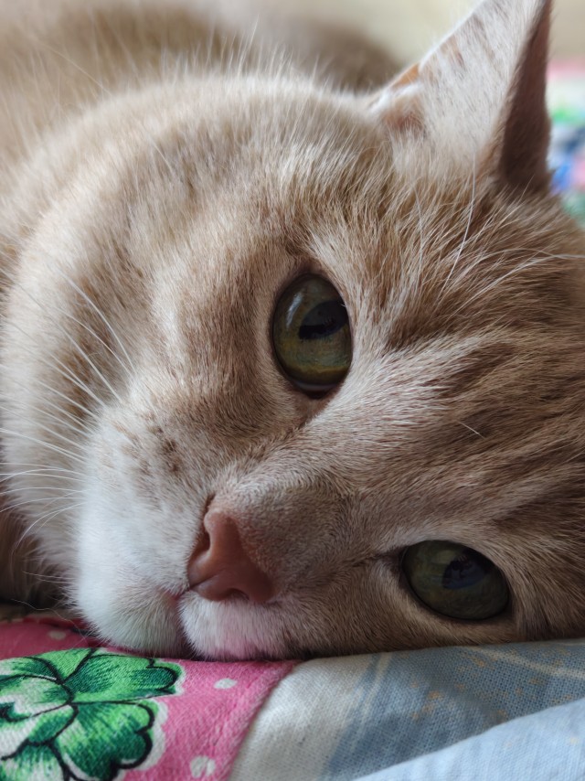 Мои котаны