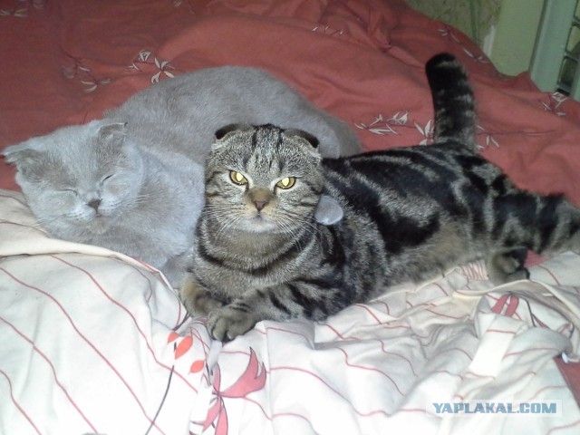 Невыразительные коты