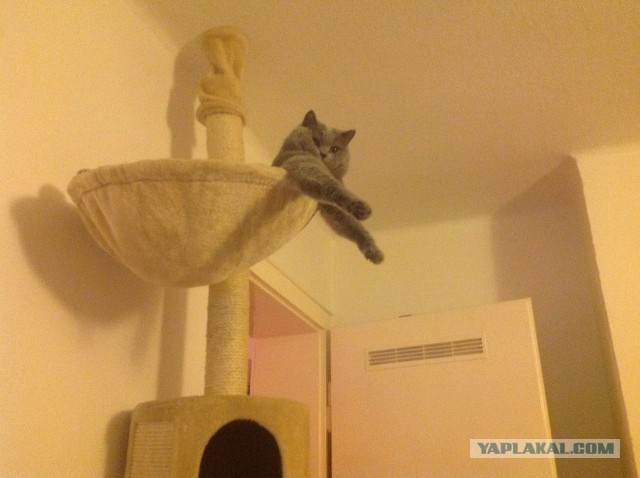 Котовторник 25.02.2014