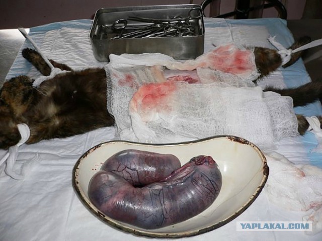 Фотопост для противников стерилизации кошек!
