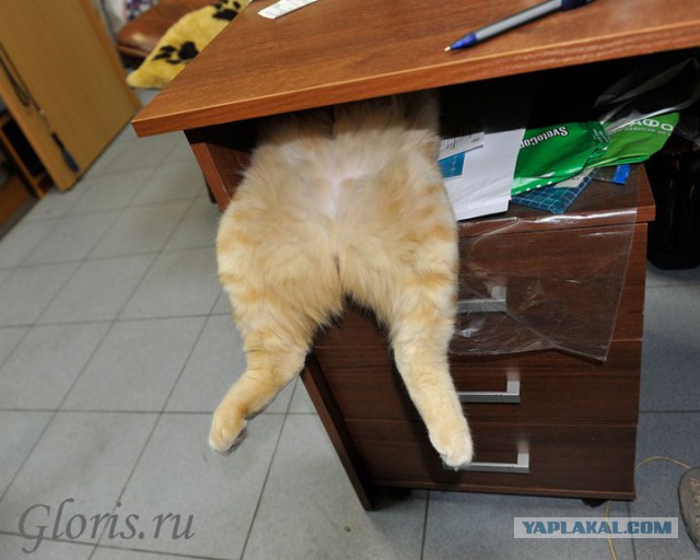 Котовторник 04.03.2014