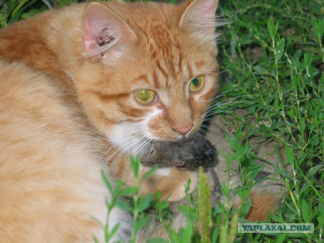 Котовторник 01.04.2014