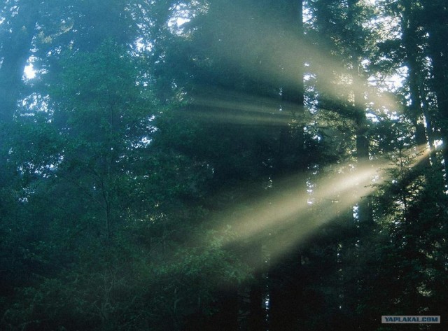 Шервудский лес