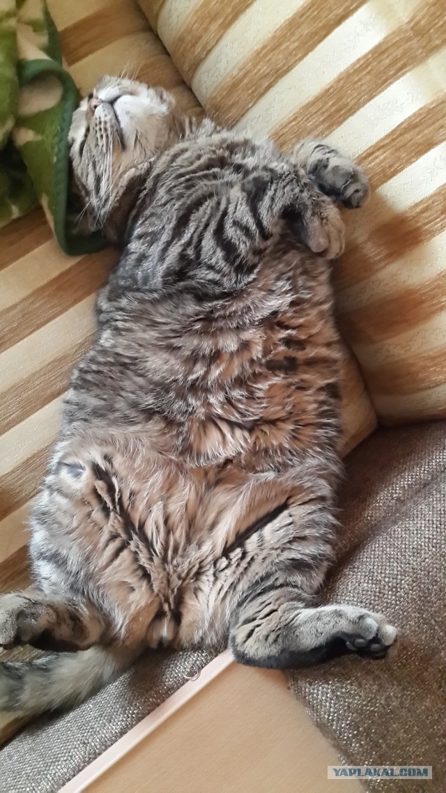 Котовторник   15.04.2014