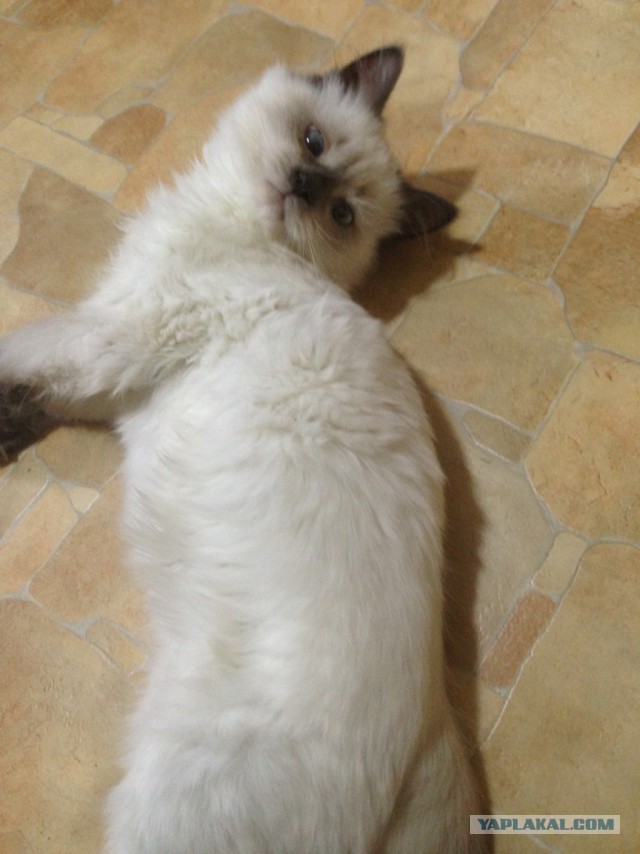 Котята выросли