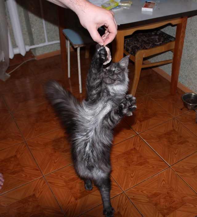 Котовторник 28.10.2014