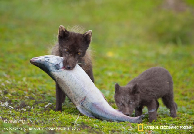 National Geographic,избранное...
