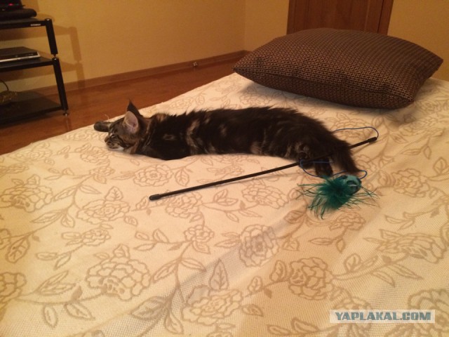 Котовторник 20.01.2015