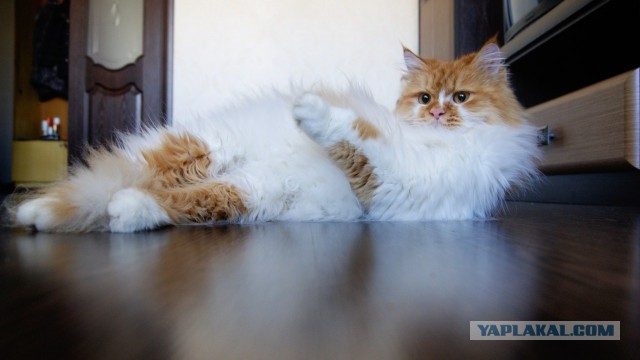 Котовторник 31.03.2015