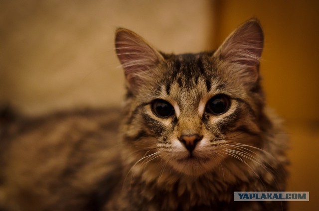 Котовторник 07 04 2015