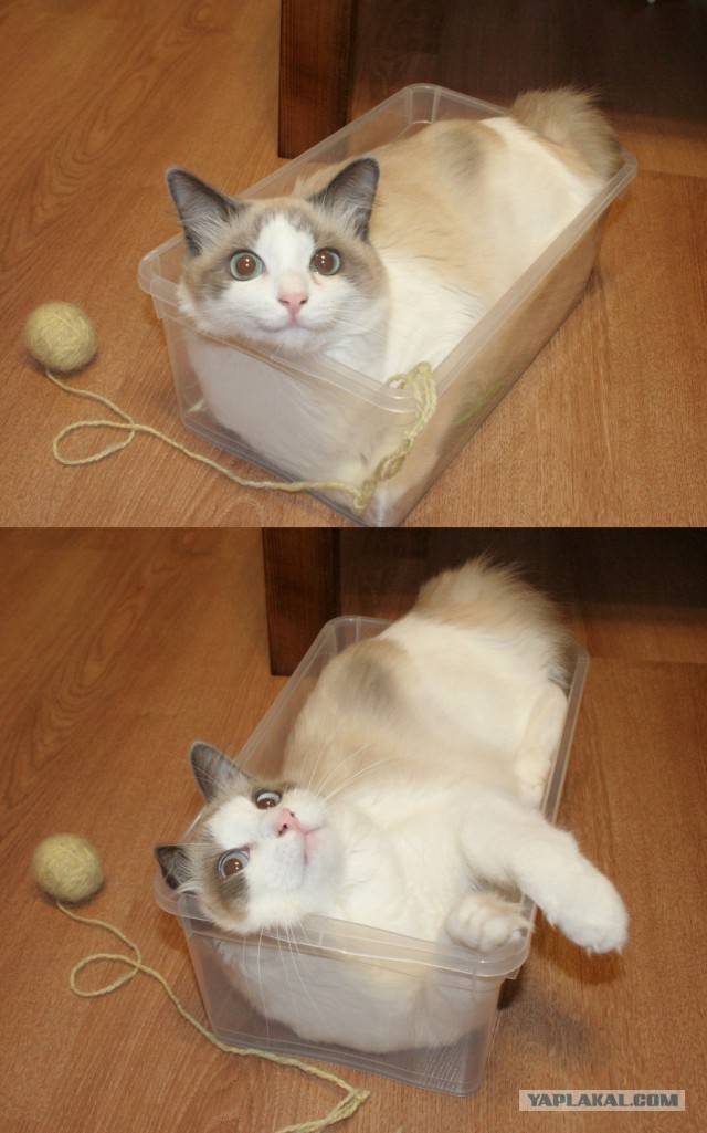 Котовторник