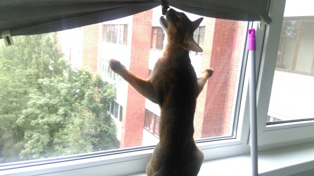 Котовторник