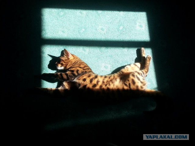Котовторник
