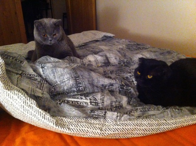 Котовторник 03.11.2015