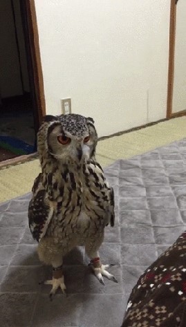 Так, я не понял?! Это что за фигня?!