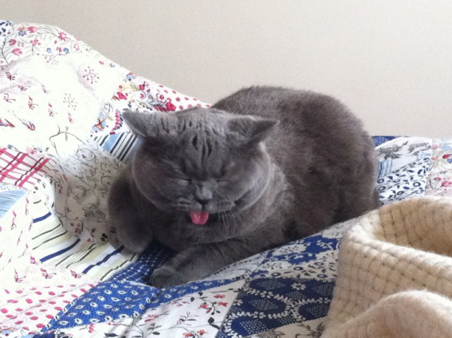 Котовторник 15.03