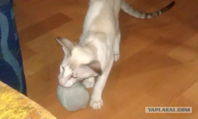 Котовторник 15.03