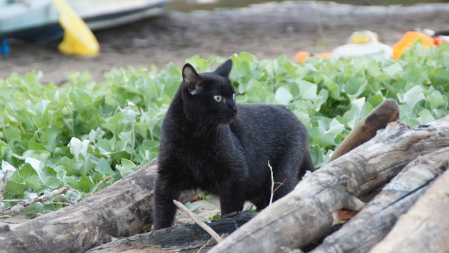 Домашние коты на природе