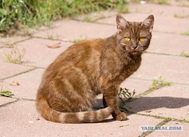Утро котовторника