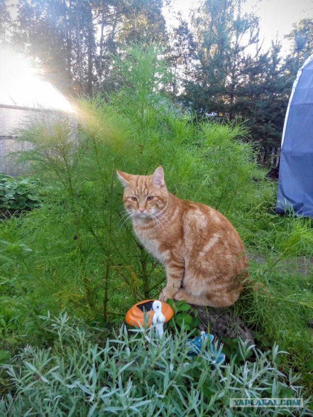 Котовторник 06.09.2016