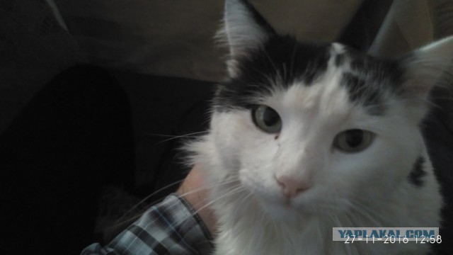 Котовтоник 29.11.2016.