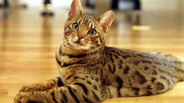 Коты и Кошки