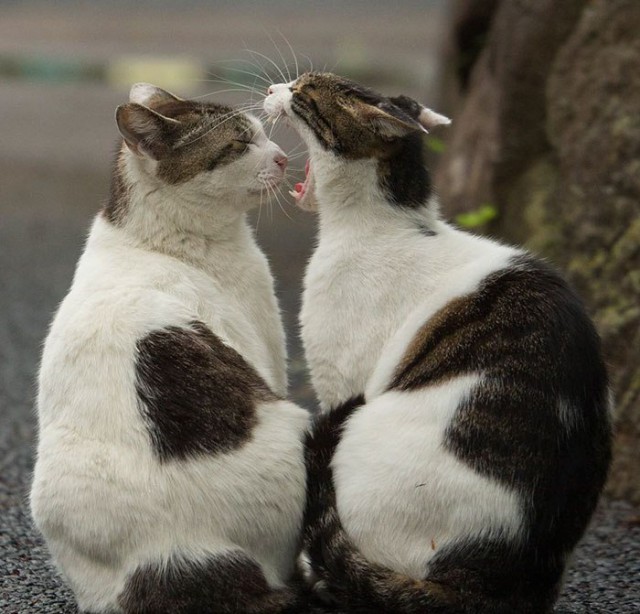 Коты и Кошки