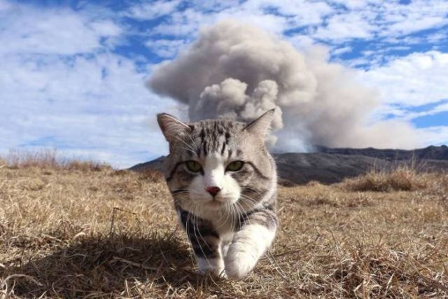 Коты и Кошки