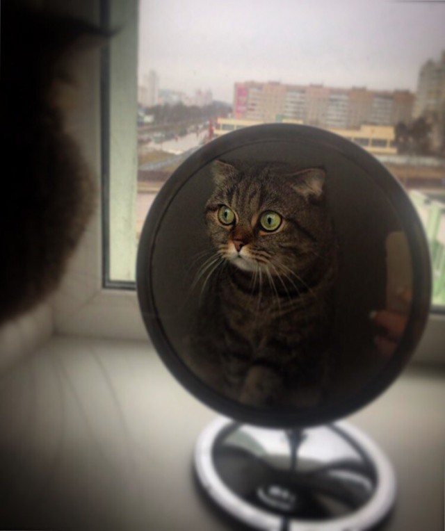 Коты и Кошки