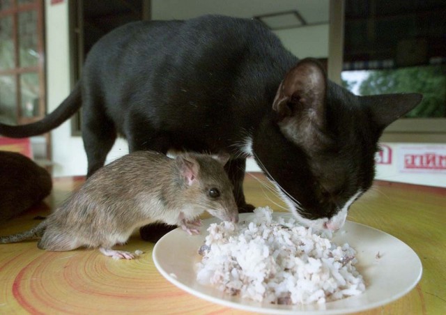 Коты и Кошки