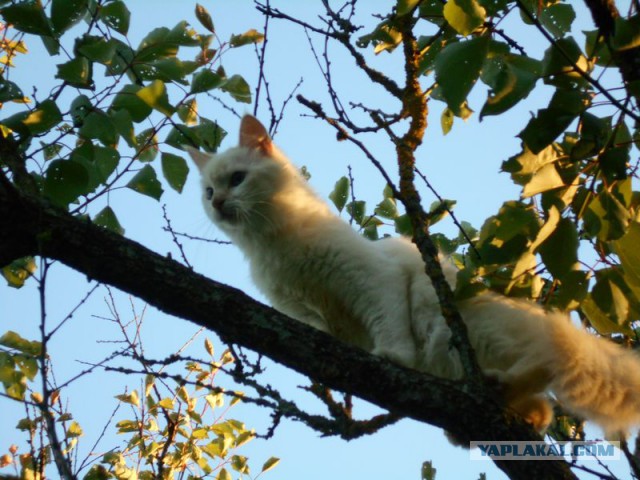 Жизнь домашнего приюта для котеек 173