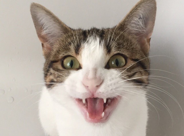 Коты и Кошки