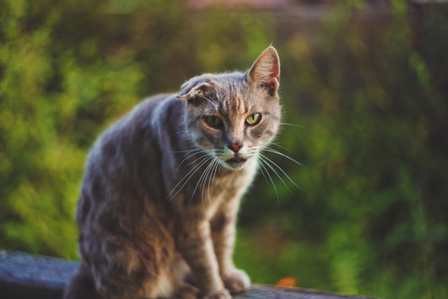 Коты и Кошки