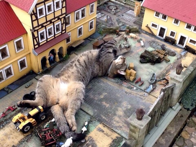Коты и Кошки